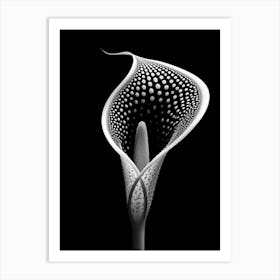 Black and White Calla Lily Art Print