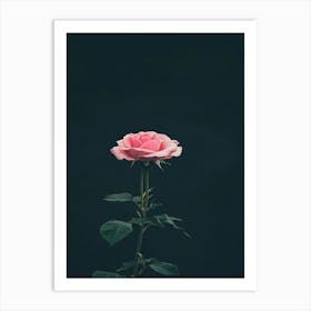 Pink Rose On Black Background 46 Art Print