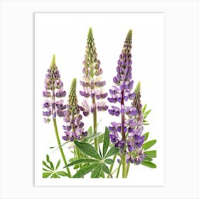 Lupine Flowers 1 Art Print