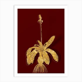 Vintage Scilla Lilio Hyacinthus Botanical in Gold on Red n.0066 Art Print