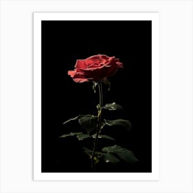 Single Red Rose On Black Background 4 Art Print