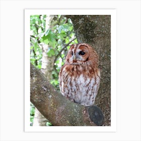 Barn Owl Sitting In a Tree England UK Art Print