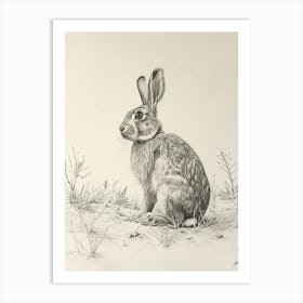 Dutch Rabbit Drawing 2 Art Print