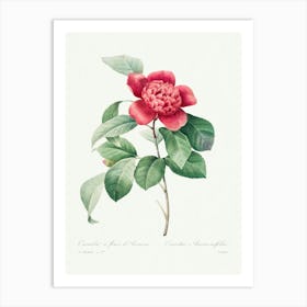 Red Anemone Camellia, Pierre Joseph Redouté Art Print