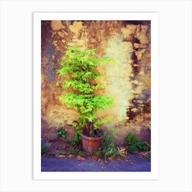 Plant Pot & Decaying Wall Art Print