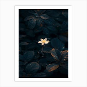 Single Flower In The Dark 97 Art Print