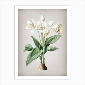 Vintage Crinum Giganteum Botanical on Parchment n.0844 Art Print