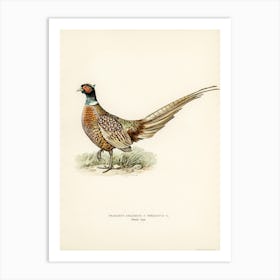 Ring Necked Pheasant, The Von Wright Brothers Art Print