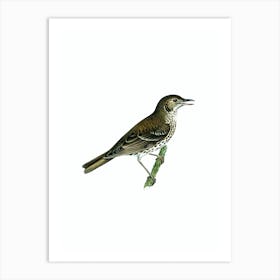 Vintage Redwing Song Thrush Bird Illustration on Pure White n.0147 Art Print