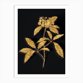 Vintage Mountain Laurel Branch Botanical in Gold on Black n.0577 Art Print
