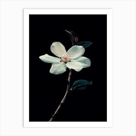 White Flower 1 Art Print