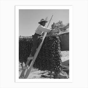 Hanging Up Chili Peppers For Drying, Isletta, New Mexico By Russell Lee Art Print