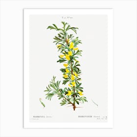 Robinia Caragana, Pierre Joseph Redoute Art Print