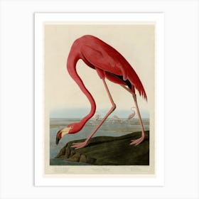 American Flamingo Living Room Art print