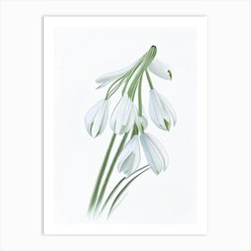 Snowdrop Floral Quentin Blake Inspired Illustration 1 Flower Art Print