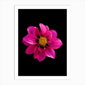 Dahlia Flower 5 Art Print