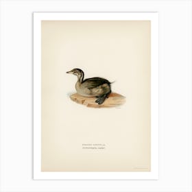 Young Horned Grebe, The Von Wright Brothers Art Print