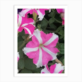 Pink And White Morning Glories Art Print