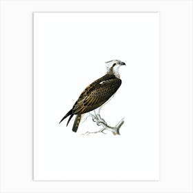 Vintage Osprey Bird Illustration on Pure White n.0075 Art Print