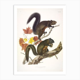 Long Haired Squirrel, John James Audubon Art Print