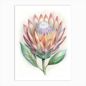 Protea Flower Art Print