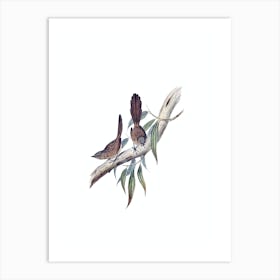 Vintage Large Tailed Wren Bird Illustration on Pure White n.0291 Art Print