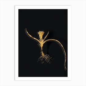 Vintage Ixia Recurva Botanical in Gold on Black n.0216 Art Print