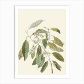 Botanical Illustration Of A Plant 3 Art Print