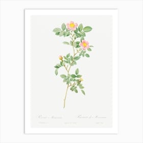 Montezuma Rose, Pierre Joseph Redoute Art Print