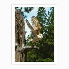 Barn Owl Art Print