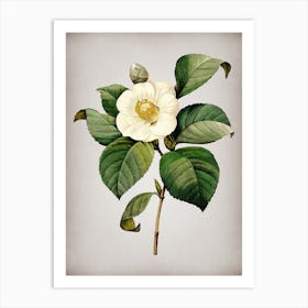 Vintage Japanese Camelia Botanical on Parchment Art Print