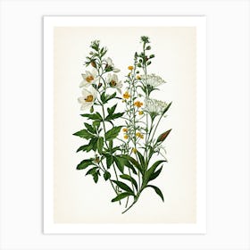 Vintage Botanical Galleria Style Wildflower Painting 47 Art Print