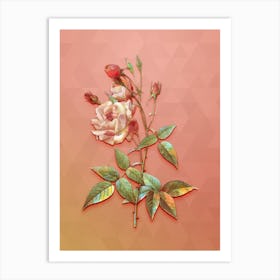 Vintage Common Rose Of India Botanical Art on Peach Pink n.1333 Art Print