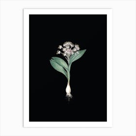 Vintage Pygmy Hyacinth Botanical Illustration on Solid Black n.0230 Art Print