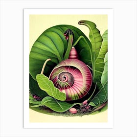 Japanese Trapdoor Snail  Botanical Art Print