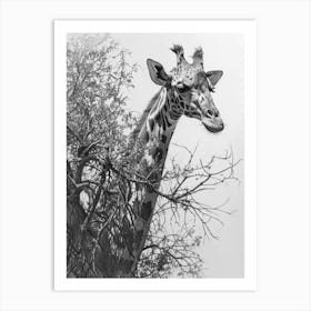 Giraffe With Their Head In The Branches Pencil Drawing 1 Art Print
