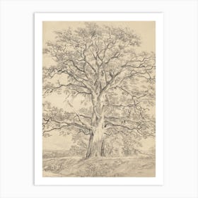 Large Oak Tree Sketch Art Print