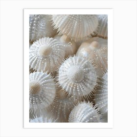 White Sea Urchins Art Print