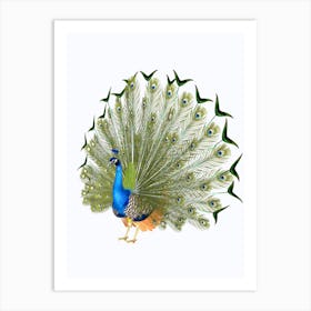 Peacock Art Print