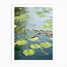 Lily Pads In Water Art Print