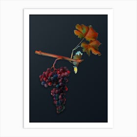 Vintage Dolcetto Grapes Botanical Watercolor Illustration on Dark Teal Blue n.0443 Art Print