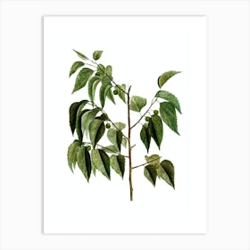 Vintage Common Hackberry Botanical Illustration on Pure White n.0491 Art Print