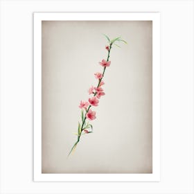 Vintage Peach Blossoms Botanical on Parchment n.0073 Art Print