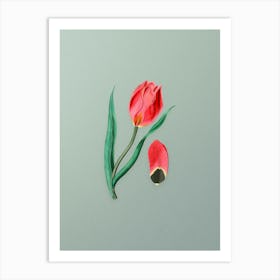 Vintage Sun's Eye Tulip Botanical Art on Mint Green n.0840 Art Print