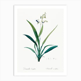 Flax Lilies, Pierre Joseph Redoute Art Print