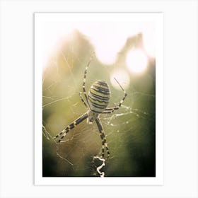 A Spider In Its Web Art Print