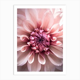 Dahlia Pink Flower Art Print