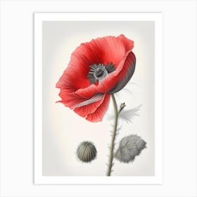 Poppy Herb Pencil Colour Art Print