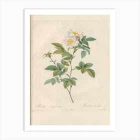 Rose Illustration, Pierre Joseph Redoute (60) Art Print