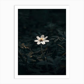 Single Flower In The Dark 84 Art Print